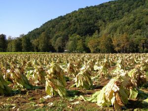 Dry Tobacco Leaves