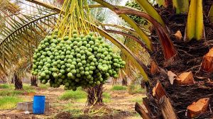Fresh Yellow Barhi Dates