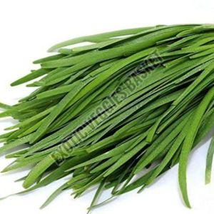 Fresh Chives