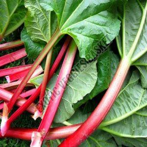 Rhubarb Leaves