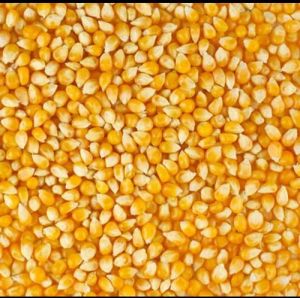 Yellow Maize Seeds