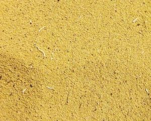 Yellow Mustard Seeds