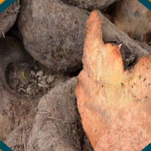 A Grade Elephant Yam