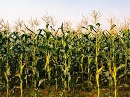 yellow maize