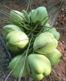 Tender Coconut
