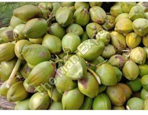 A Grade Tender Coconut