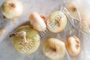 Fresh Cipollini Onion