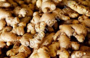 Fresh Brown Ginger