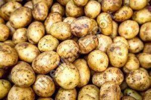 Fresh Russet Potato