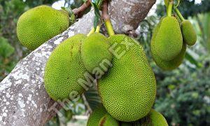 Fresh Thai Jackfruit