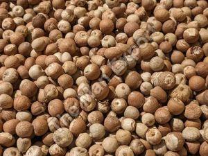 Raw Areca Nuts