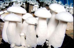 Fresh White Milky Mushroom
