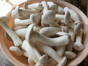 Organic Milky Mushroom