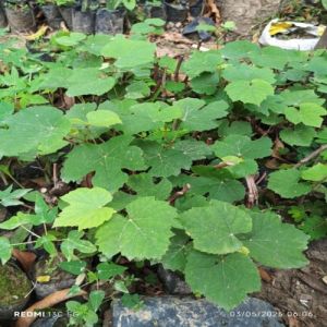 Grapes Plant