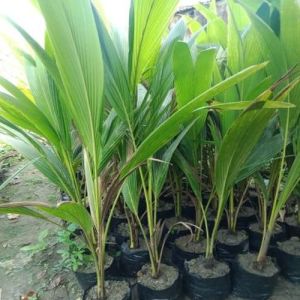 Hybrid Coconut Plant