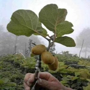 Kiwi Fruit Plant