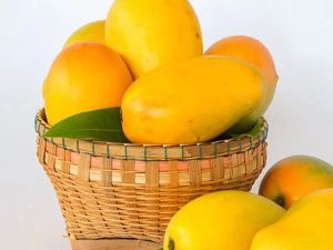 Natural Fresh Kesar Mango
