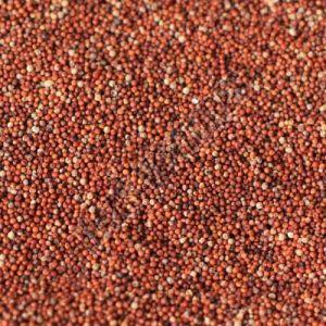 Finger Millet Seeds