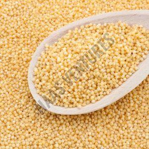 Little Millet Seeds