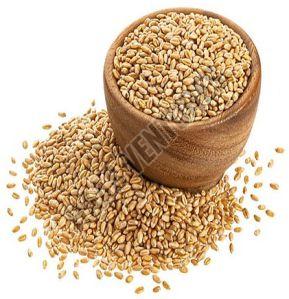 wheat grain