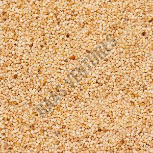 White Poppy Seeds