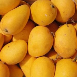 Fresh Yellow Mango