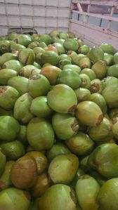 A Grade Tender Coconut