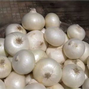 a Grade White Onion