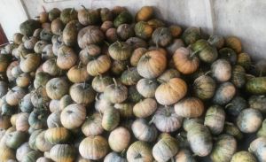 A Grade Organic Pumpkin