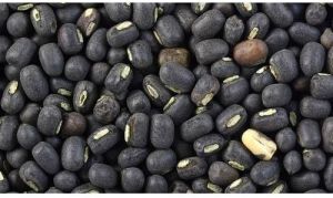 Natural Dried Black Gram Seeds