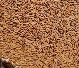 Brown Natural Long Grain Paddy Rice