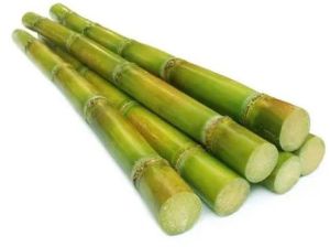 Fresh Natural Sugarcane
