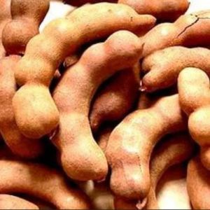 Fresh Tamarind Pods