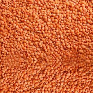 Red Lentils