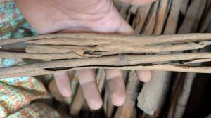Dried Cinnamon Sticks