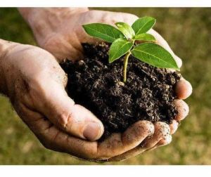 Live Earthworm Fertilizer
