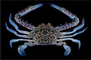 Blue Crab