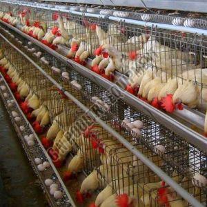 Mild Steel Poultry Farm Bird Cage