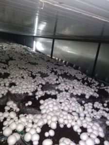 button mushroom