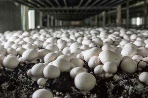 button mushroom