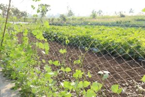 HDPE Crop Support Net For Agriculture