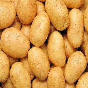 A Grade Chipsona Potato