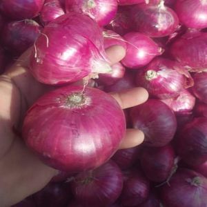 A Grade Red Onion