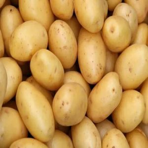 A Grade Surya Potato