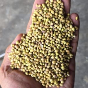 Coriander Seed