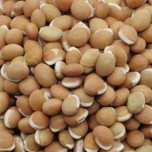 Broad Bean