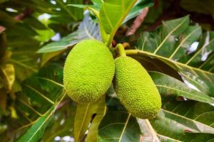 Fresh Green Breadfruit