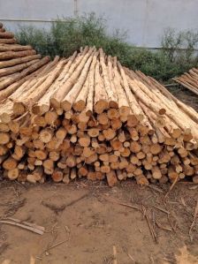 12 Feet Brown Eucalyptus Pole