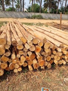 12 Feet Round Eucalyptus Pole