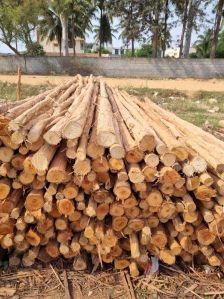 14 Feet Brown Eucalyptus Pole